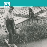 De geschiedenis van het Westland - deel 2