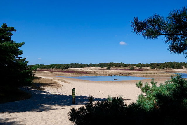 Met Ad op pad: Wandelen door de duinen