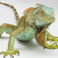 Kindercollege Carnivora
