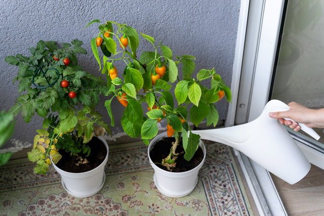 Groentes op je balkon