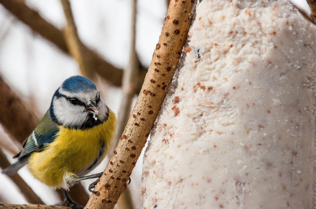 Workshop: Samen knutselen voor de vogels