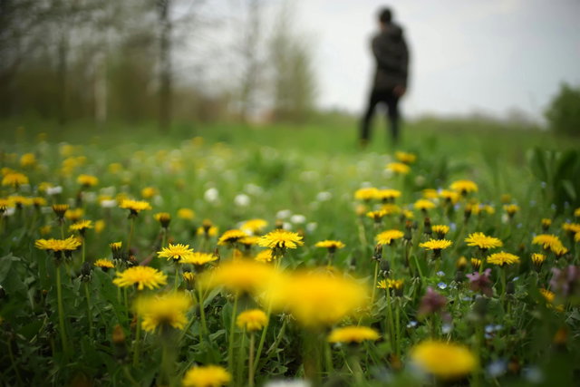 Ontdek de kracht van de paardenbloem