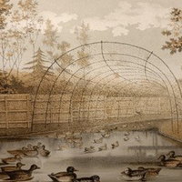 Lezing Eendenkooien in de omgeving van Bergambacht