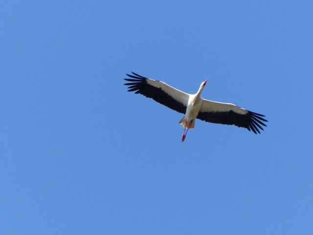 Themacafé: De ooievaar, het ware verhaal achter deze grote en opvallende vogel