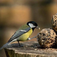 Help vogels de winter door (6-12 jr)