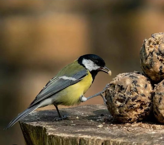 Help vogels de winter door (6-12 jr)