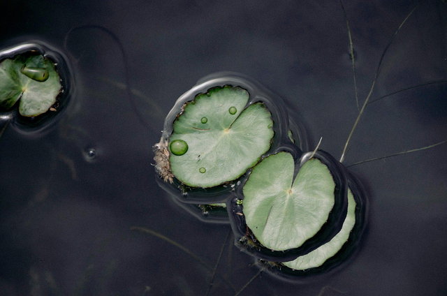 Plantenwandeling Het Loove