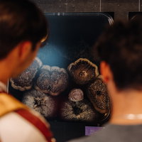 Tentoonstelling: Diversiteit van Leven