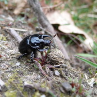 Poep, het einde en begin in de natuur