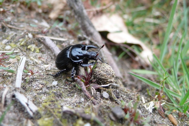 Poep, het einde en begin in de natuur