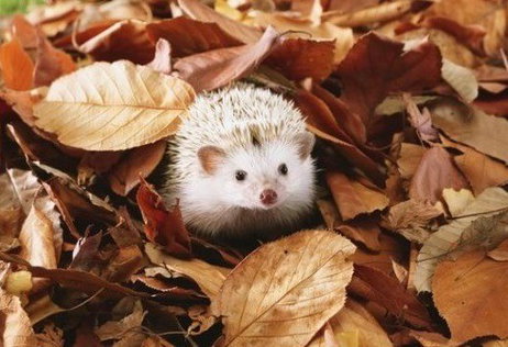 Hoera, het is herfst!