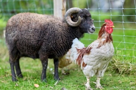 Op de boerderij