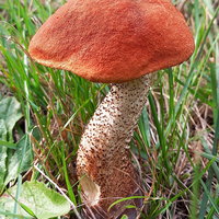 Themacafé: Het geheime leven van paddestoelen