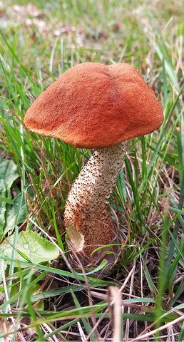 Themacafé: Het geheime leven van paddestoelen