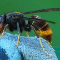 Lezing over de Aziatische hoornaar: Fabels, Feiten en Felle Angels