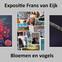 Expositie Frans van Eijk met acryl schilderijen van vogels en bloemen