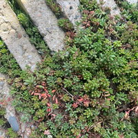 Stadswandeling met een botanicus