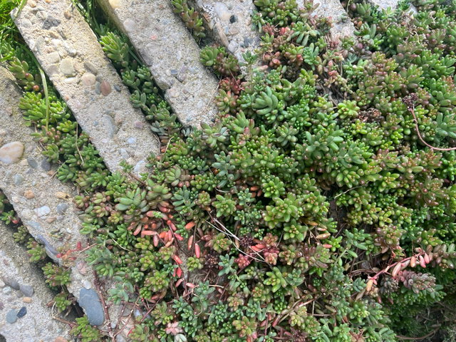 Stadswandeling met een botanicus