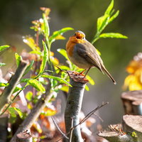 Lezing: Vogelvriendelijk Tuinieren