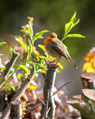 Lezing: Vogelvriendelijk Tuinieren