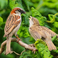 Lezing: Welke vogel zingt er nog in Westland