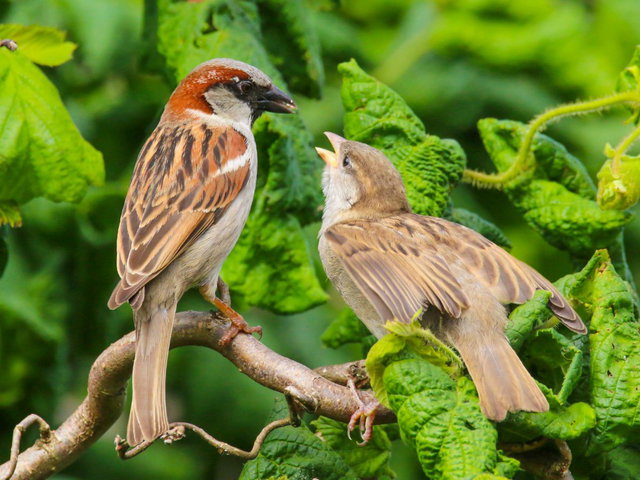 Lezing: Welke vogel zingt er nog in Westland