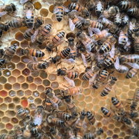 Groen Doen: Bijen... Natuurlijk?!