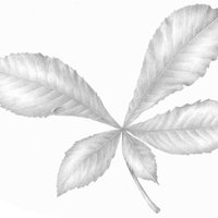 Workshop: Kennismaken met Botanisch Tekenen