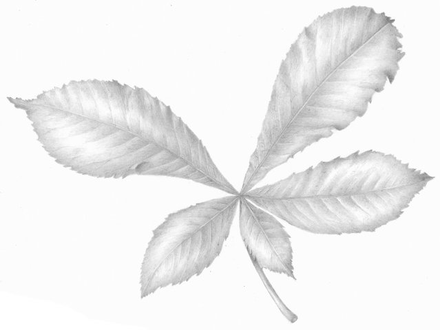 Workshop: Kennismaken met Botanisch Tekenen