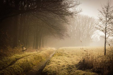 Lezing: Zintuigelijke natuurbeleving