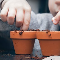 Plant en creëer je eigen bloem in de Proeftuin