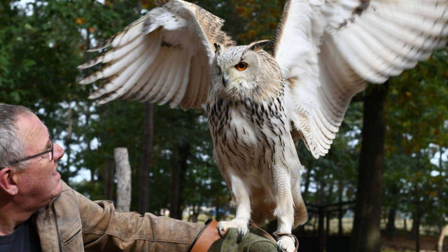Sasha de Siberische Oehoe