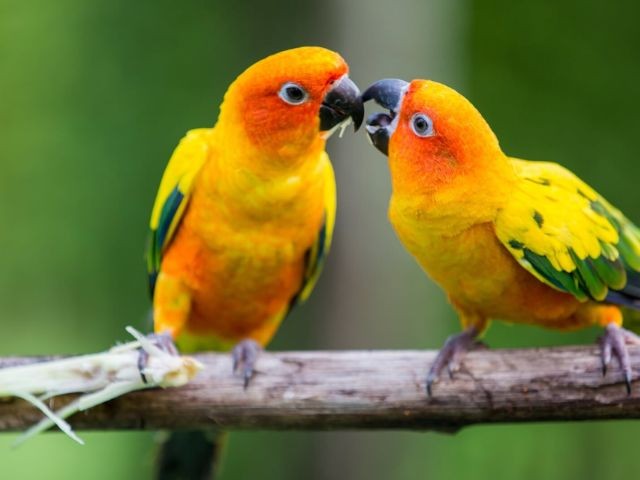 Onder de Parasol: Uitstapje met de Wijk-Uit PlusBus naar Vogelpark Avifauna in Alphen aan de Rijn 05-08-2026 09:15