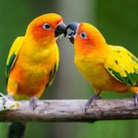 Onder de Parasol: Uitstapje met de Wijk-Uit PlusBus naar Vogelpark Avifauna in Alphen aan de Rijn 05-08-2026 09:15