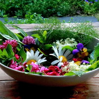 Lezing over eetbare planten
