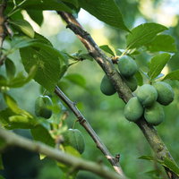Proeftuin On Tour: Oogstwandeling Eetbaar Irenebos