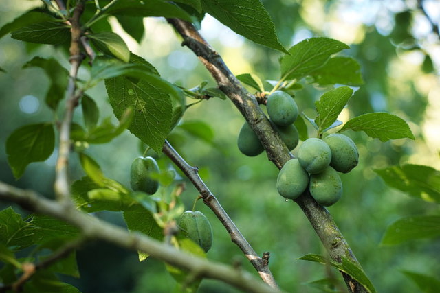 Proeftuin On Tour: Oogstwandeling Eetbaar Irenebos