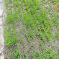 Lezing: Theedoek uit eigen tuin – Diana Edes