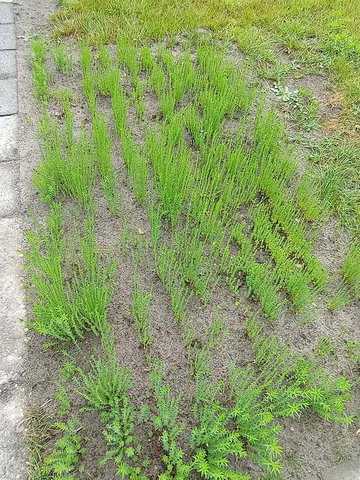 Lezing: Theedoek uit eigen tuin – Diana Edes