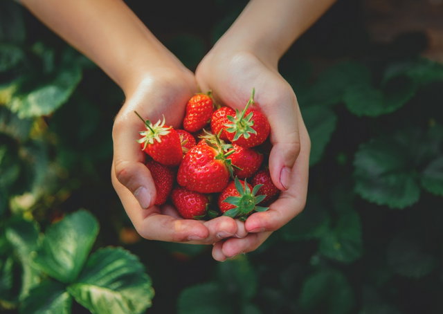 Zomerplezier: Aardbeienworkshop
