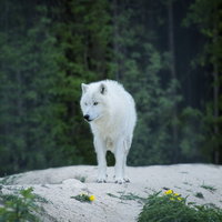 Zomeragenda week 1: Zomerwolven (8+)