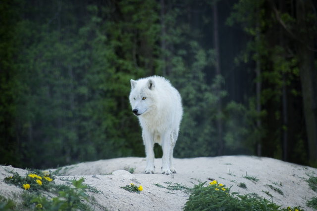 Zomeragenda week 1: Zomerwolven (8+)