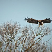 De zeearend - IVN