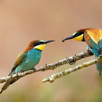 Lezing natuurfotografie