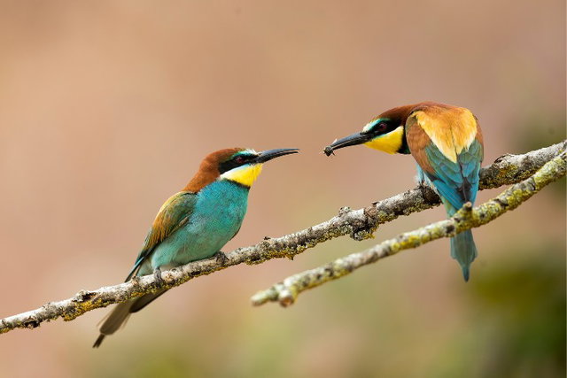 Lezing natuurfotografie