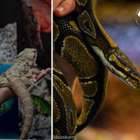 Kindercollege | Reptielen en amfibieën 10-09-2026 15:00