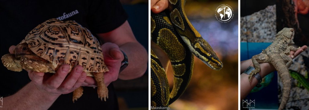 Kindercollege | Reptielen en amfibieën