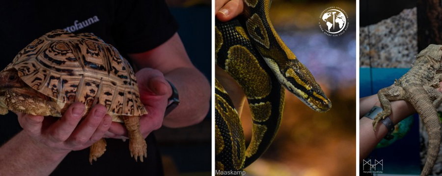 Kindercollege | Reptielen en amfibieën