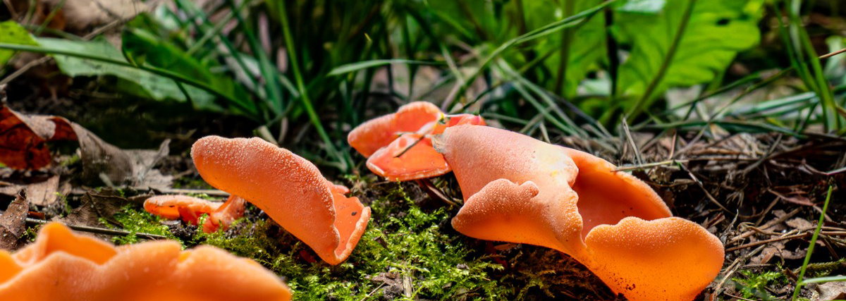 Paddenstoelenlezing 'In de ban van de zwam'