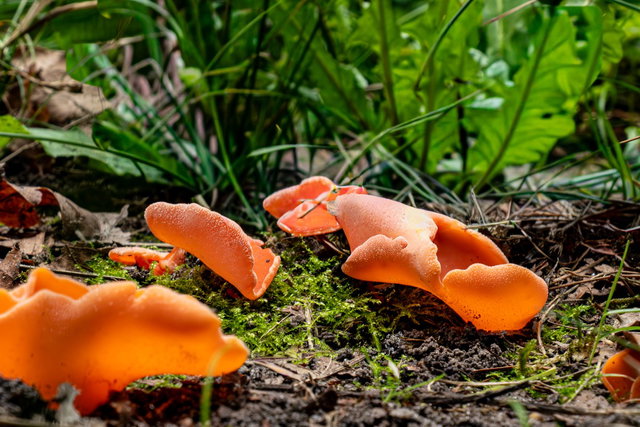 Paddenstoelenlezing “In de ban van de zwam”